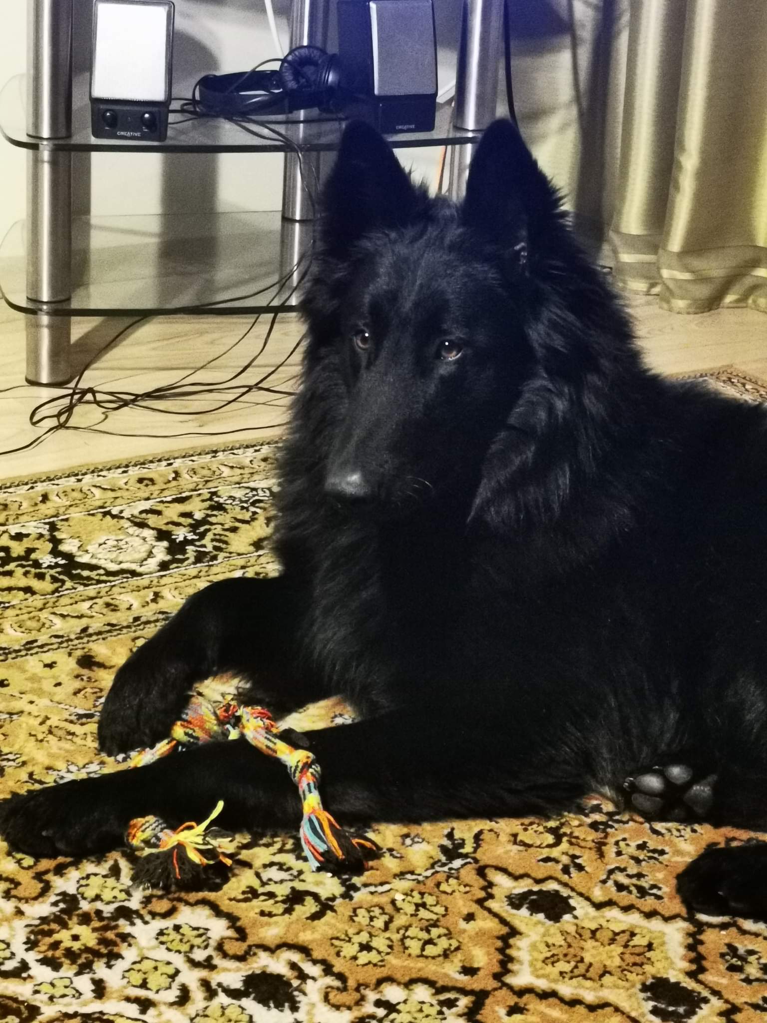 1 year old