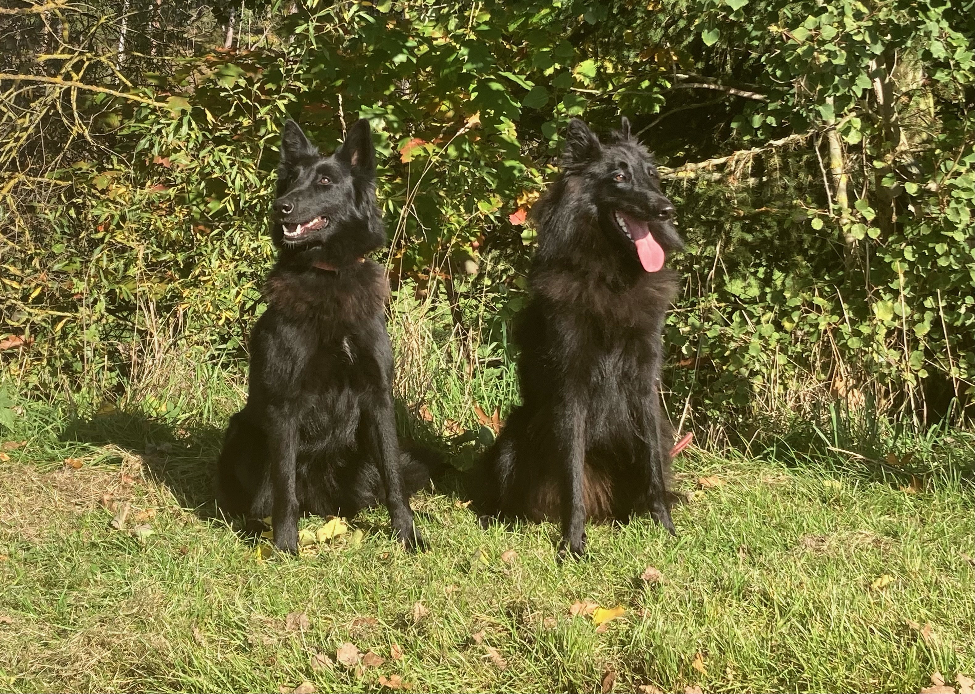 Chelsea a Baloo Black Bohemia Liberta 1