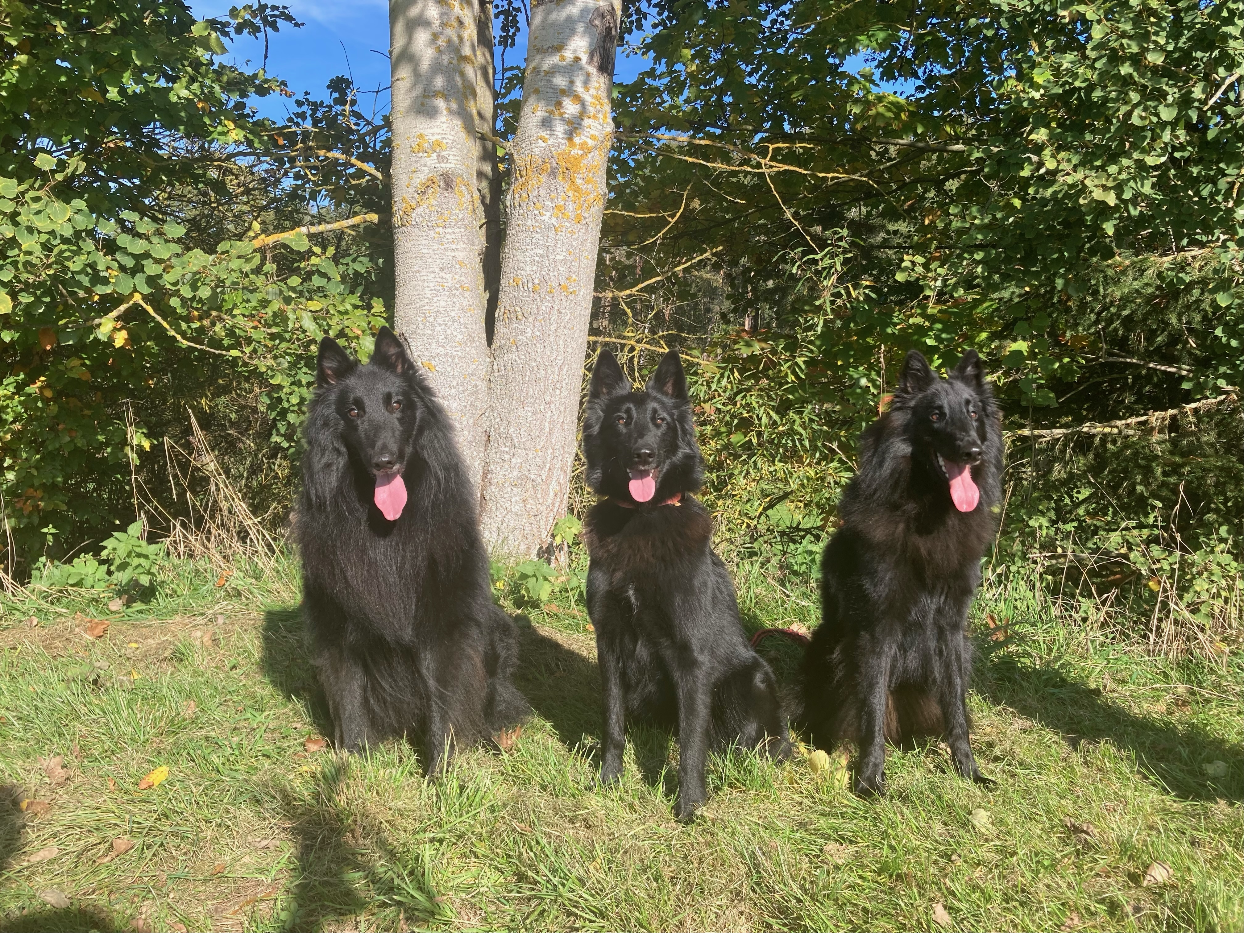 Chelsea a Baloo Black Bohemia Liberta 2