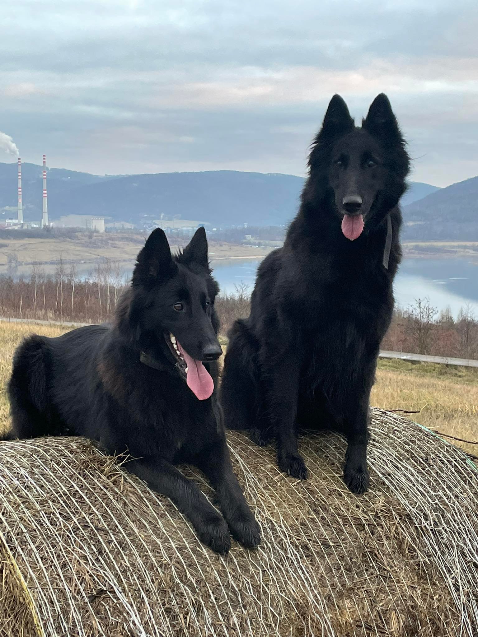 Chelsea, Gioja a Fiona 2