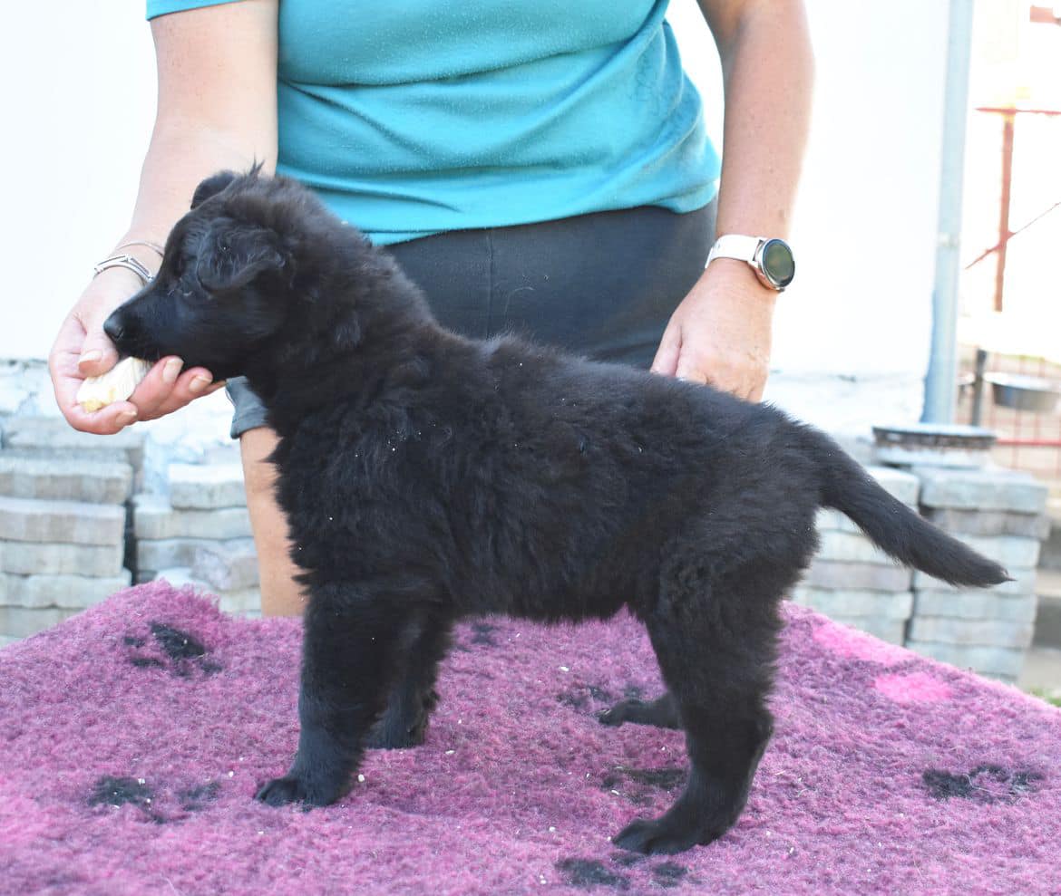 6 weeks 7