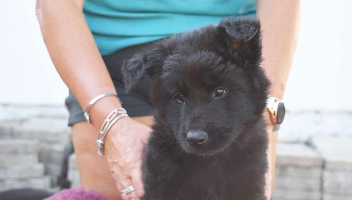 6 weeks 1