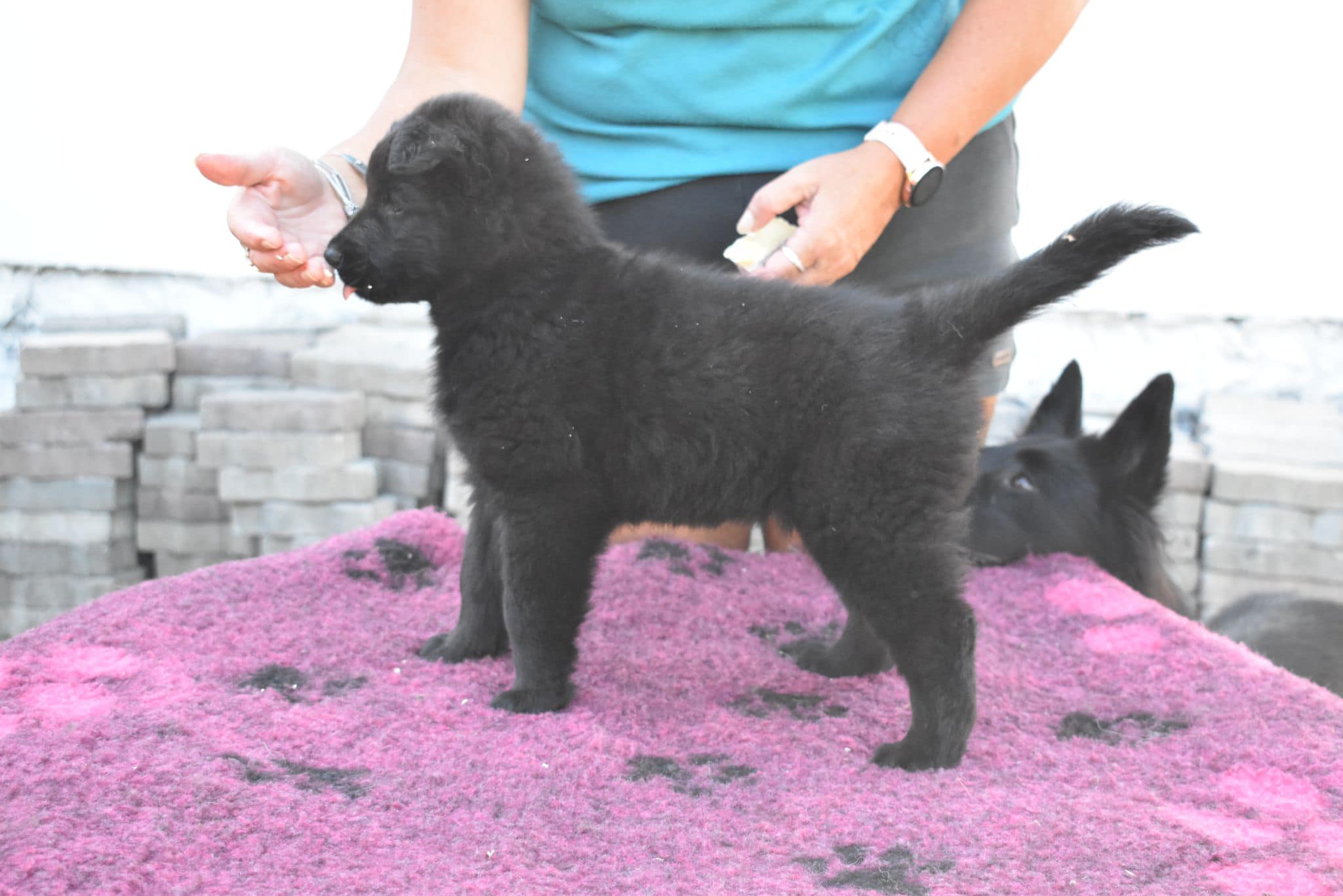 6 weeks 2