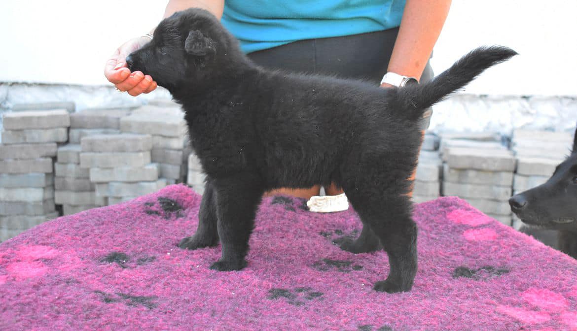 6 weeks 3