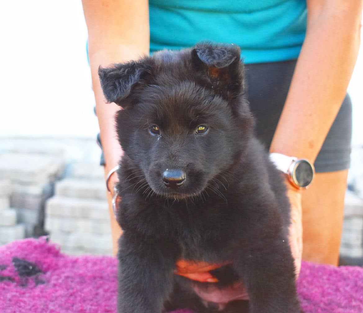 6 weeks 4