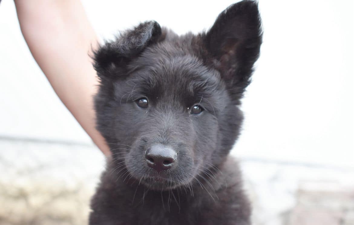 8 weeks 1