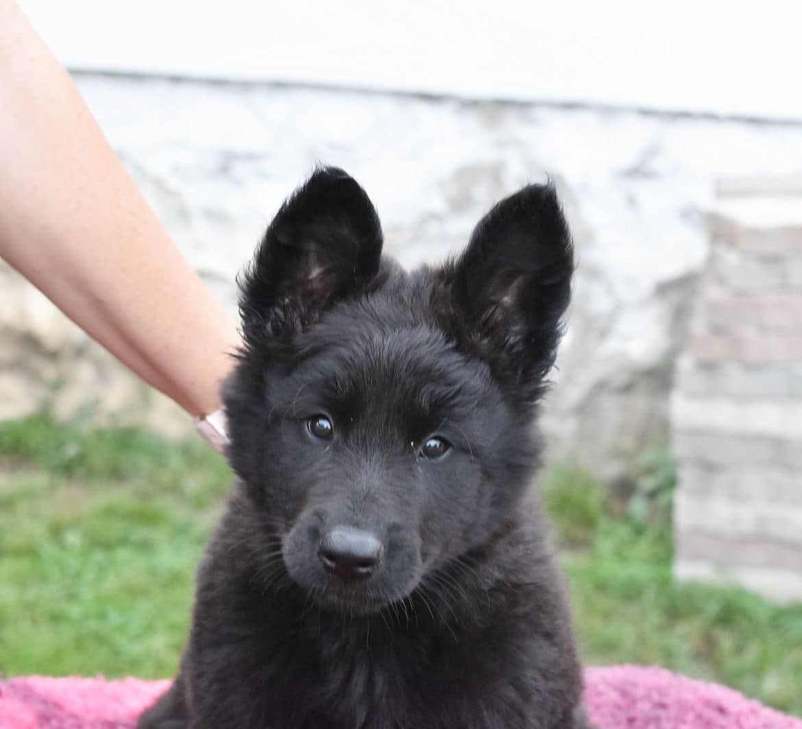 8 weeks 2