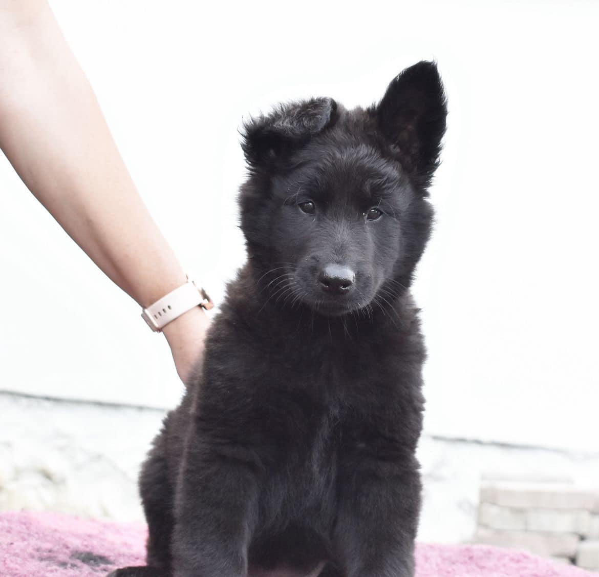 8 weeks 3