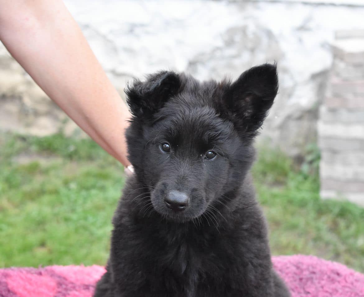 8 weeks 4