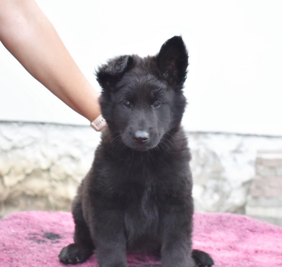8 weeks 5