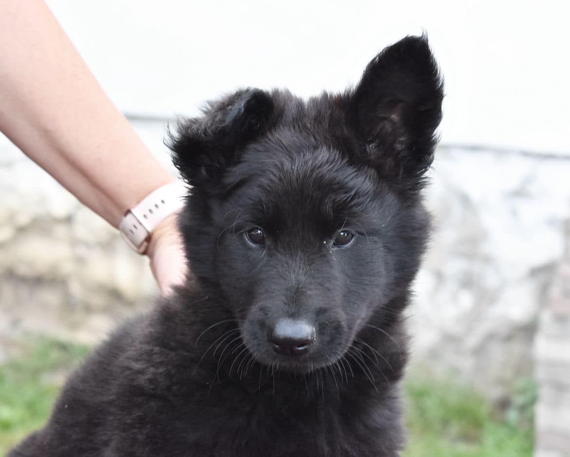 8 weeks 6