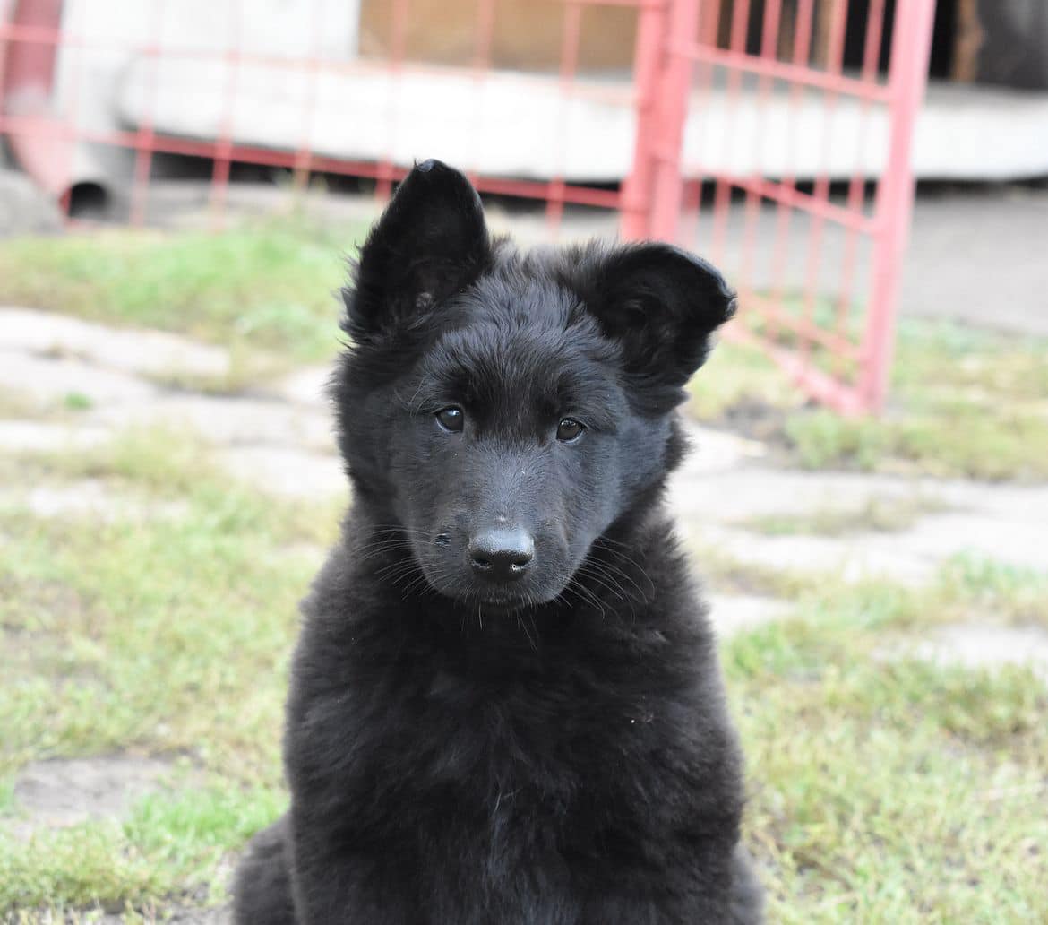 8 weeks 11