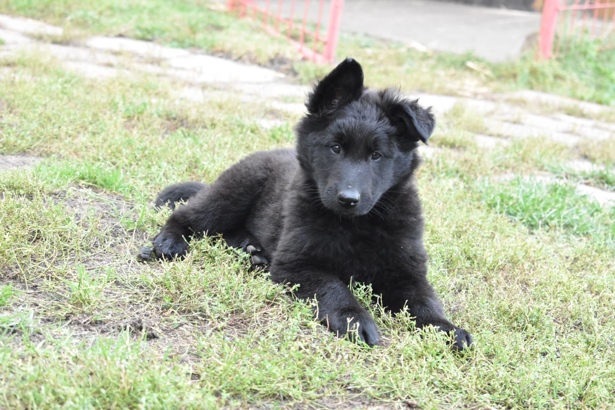 8 weeks 12