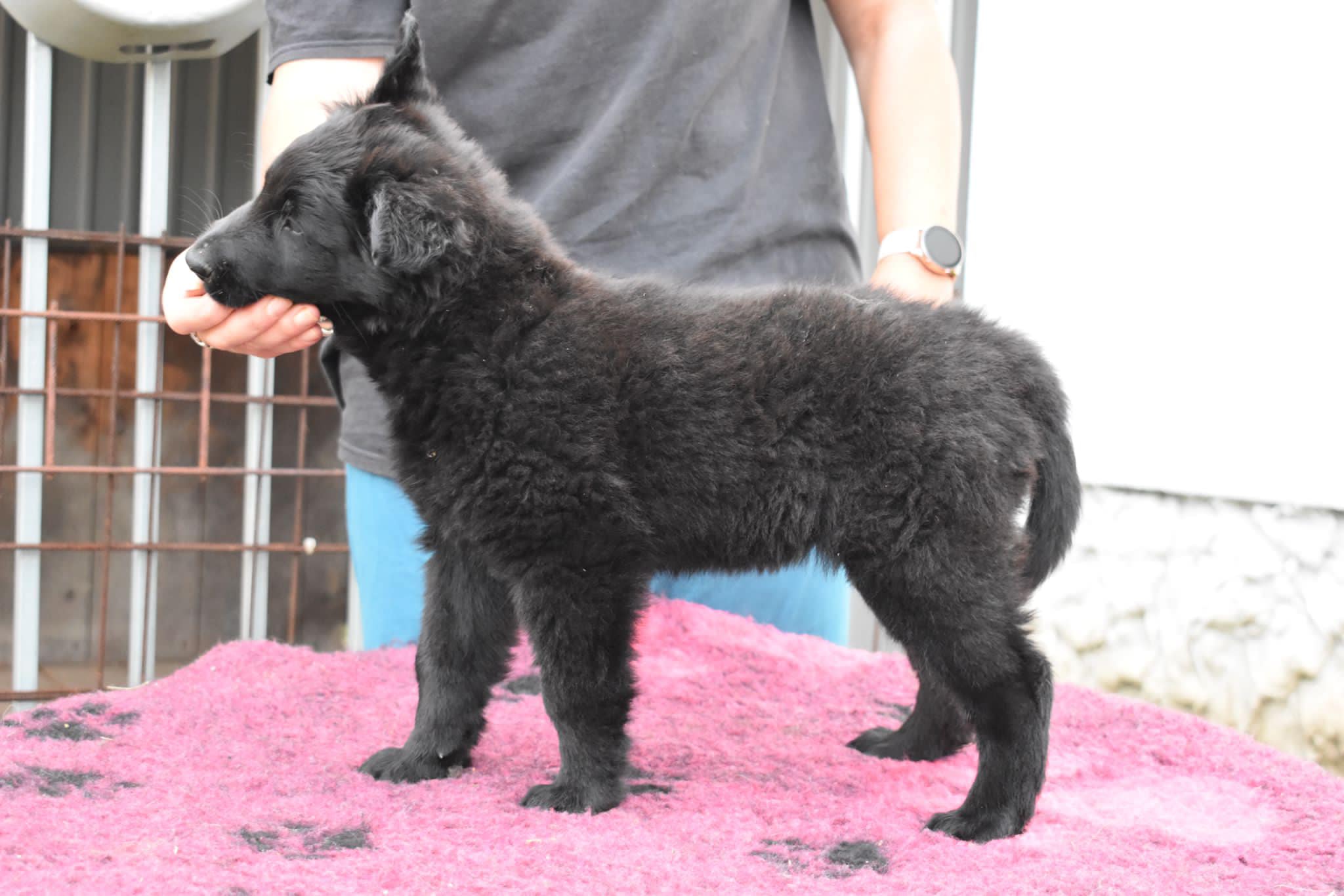 8 weeks 13