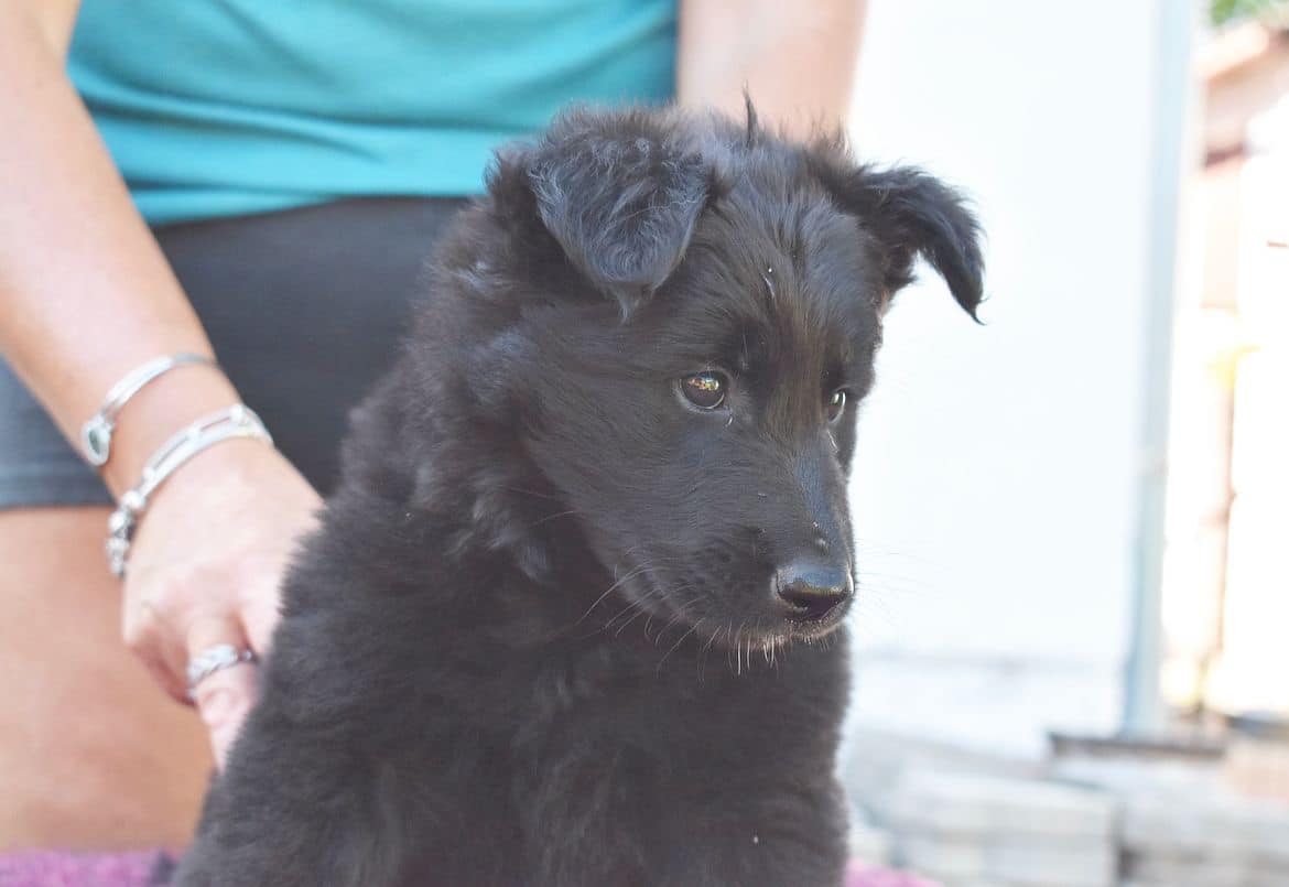 6 weeks 5