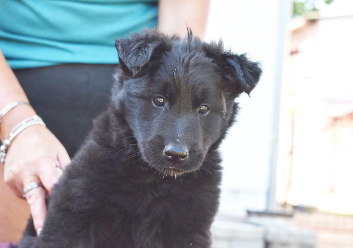 6 weeks 6