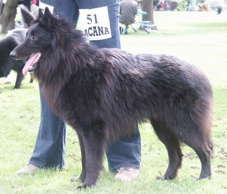 Klubová výstava KBB 2